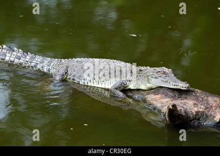 Saltwater crocodile (Crocodylus porosus), Crocodylus Park, Darwin, Northern Territory, Australia Stock Photo