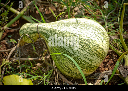 Gourd growing from the earth in gardens of Thomas Jefferson's Monticello in Charlottesville VA Stock Photo