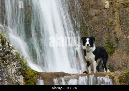 Border collie standing in front of a waterfall, northern Tyrol, Austria, Europe Stock Photo