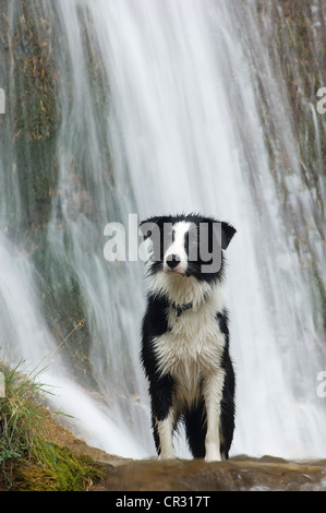 Border collie standing in front of a waterfall, northern Tyrol, Austria, Europe Stock Photo