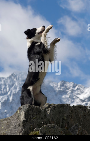 Border collie sitting up and begging on rocks, snowy mountains at the back, northern Tyrol, Austria, Europe Stock Photo