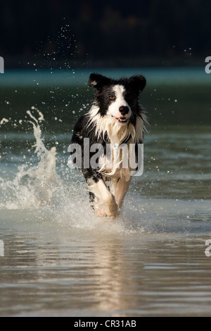 Border collie running in the water, northern Tyrol, Austria, Europe Stock Photo