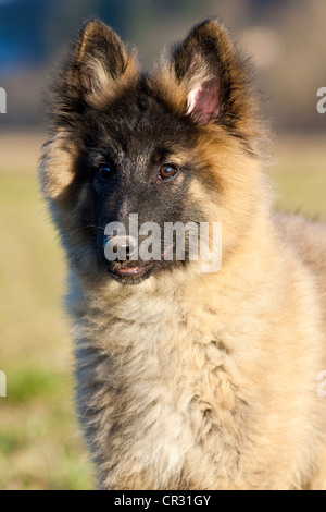 Belgian shepherd dog, puppy, portrait Stock Photo