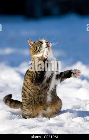 Cat trying to catch something by paws and looking up isolated on white ...