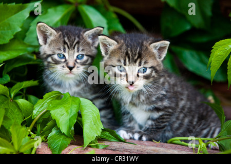 Two grey tabby domestic cats, kittens, North Tyrol, Austria, Europe