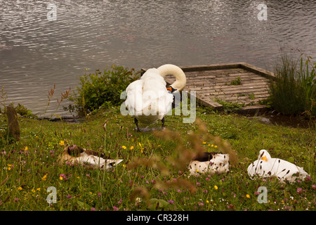 Adult Mute swan cleaning itself with mallard ducks and goose sleeping next to local lake pond, Newton Abbot, Devon, UK. Stock Photo