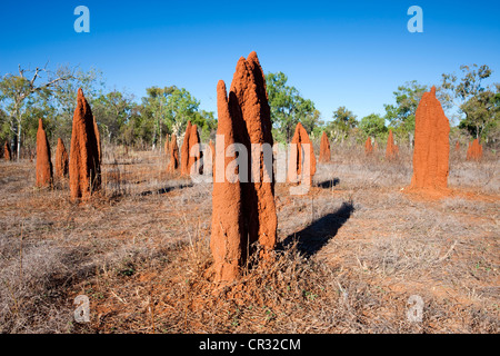 Termite mounds in the Outback, Red Center, Northern Territory, Australia Stock Photo