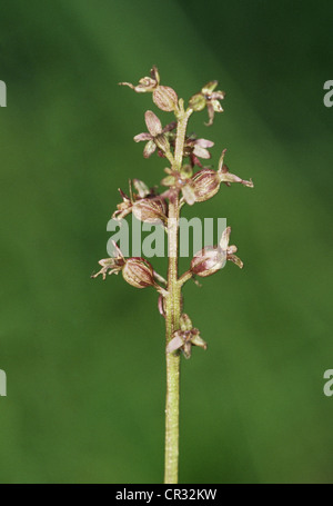 LESSER TWAYBLADE Listera cordata (Orchidaceae) Stock Photo