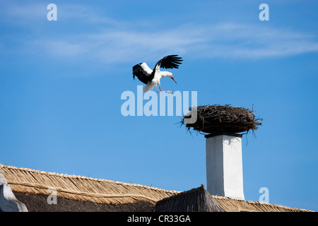 White stork (Ciconia ciconia) approaching its nest on a chimney on a thatched roof, Lake Neusiedl National Park, Seewinkel Stock Photo