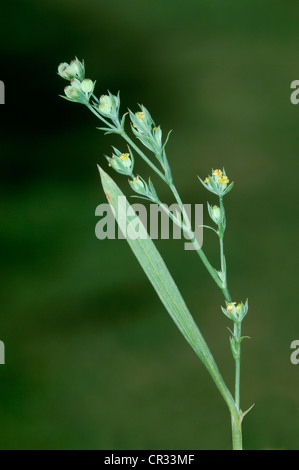 SLENDER HARE’S-EAR Bupleurum tenuissimum (Apiaceae) Stock Photo