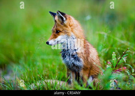 Young Red Fox (Vulpes vulpes), Norway, Scandinavia, Europe Stock Photo