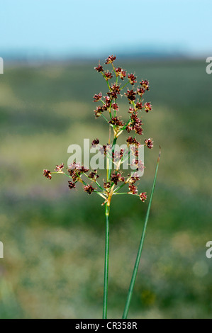 SALTMARSH RUSH Juncus gerardii (Juncaceae) Stock Photo