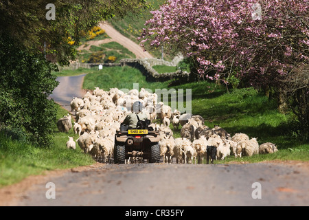 Shepherdess guiding her flock to new pastures. Stock Photo