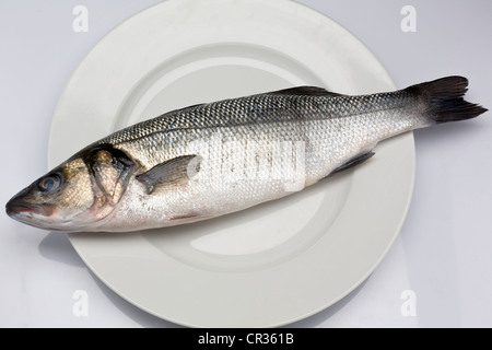 Sea Bass on a white plate Stock Photo