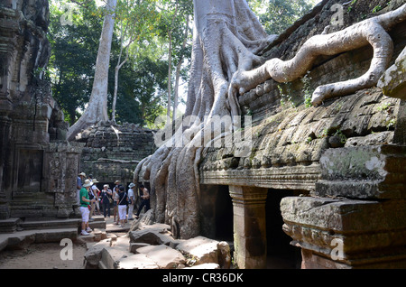 Ta Prohm temple complex, strangler fig (Ficus sp.), Angkor, Siem Reap, Cambodia, Southeast Asia Stock Photo