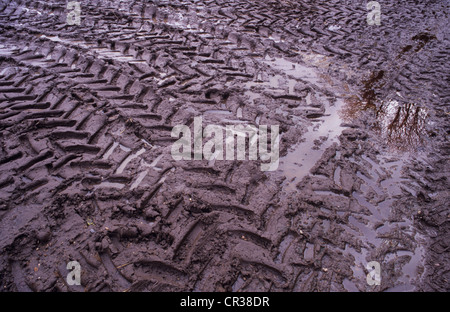 Detail of field or track or farmyard with soft mud covered in tractor tyre tracks and puddle reflecting trees Stock Photo