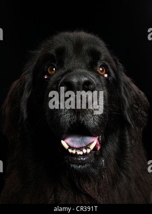 Newfoundland Dog portrait Stock Photo