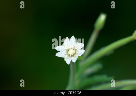 PALE WILLOWHERB Epilobium roseum (Onograceae) Stock Photo