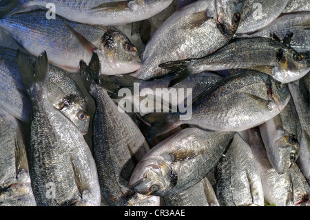 Main Food Market Near Rialto Bridge, Venice, Italy Stock Photo