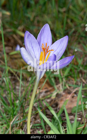AUTUMN CROCUS Crocus nudiflorus (Iridaceae) Stock Photo