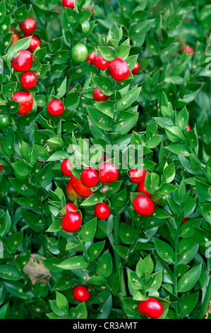 BUTCHER’S-BROOM Ruscus aculeatus (Liliaceae) Stock Photo