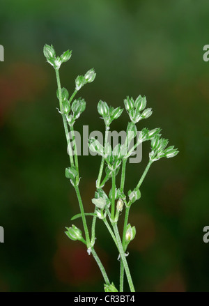 FOUR-LEAVED ALLSEED Polycarpon tetraphyllum Stock Photo