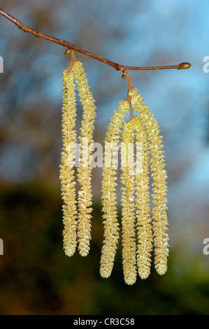 HAZEL Corylus avellana (Betulaceae) Stock Photo