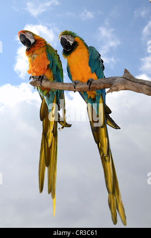 Two Blue-and-Yellow Macaws (Ara ararauna), on a branch Stock Photo