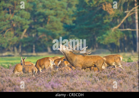 Roaring Red Deer (Cervus elaphus), stag and hinds, Netherlands, Europe Stock Photo