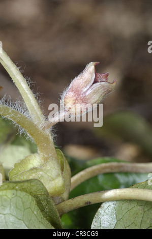 ASARABACCA Asarum europaeum (Aristolochiaeae) Stock Photo