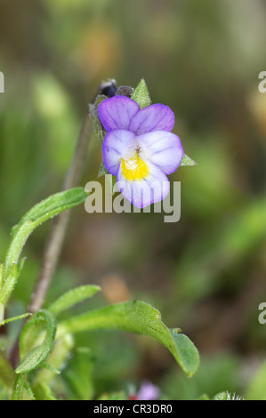 DWARF PANSY Viola kitaibeliana Stock Photo