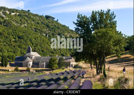 France, Vaucluse, Luberon, village of Gordes, lavender field in front of Notre Dame de Senanque 12th century abbey Stock Photo