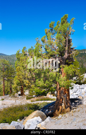 old bristlecone pine in Yosemite National Park  Pinaceae Pinus Balfourianae Stock Photo