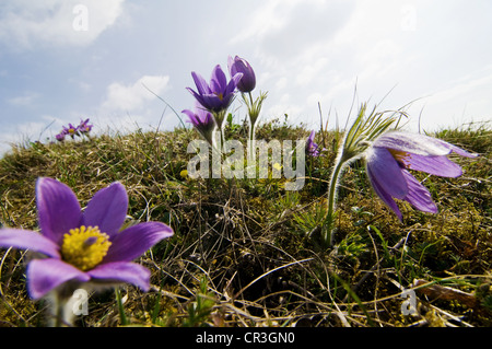 Pulsatilla, Pasque Flower (Pulsatilla vulgaris), on Badberg mountain, Kaiserstuhl, Baden-Wuerttemberg, Germany, Europe Stock Photo