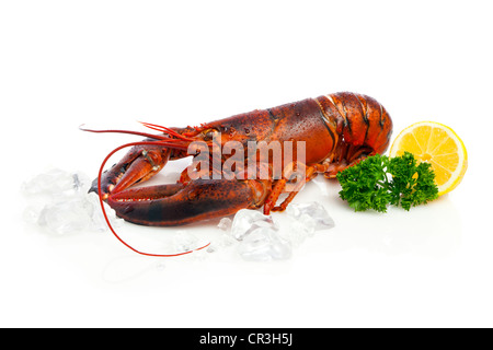 Red Lobster, lemon, parsley and crushed ice on white background Stock Photo