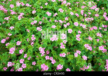 Close-up of Geranium x oxonianum 'Wargrave Pink' flowers in June Stock Photo