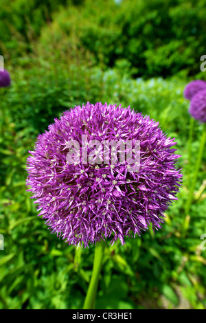 Close-up of mauve Allium 'Pinball Wizard' flowers in June Stock Photo