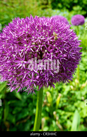 Close-up of mauve Allium 'Pinball Wizard' flowers in June Stock Photo