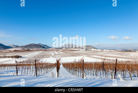 Vineyard in winter, Southern Palatinate, Pfalz, Rhineland-Palatinate, Germany, Europe Stock Photo