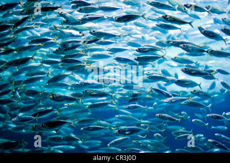 Shoal of sardines, European pilchard (Sardina pilchardus) Stock Photo