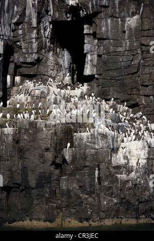 Razorbills and Guillemots nesting on cliff ledges on the Isle of May. Stock Photo