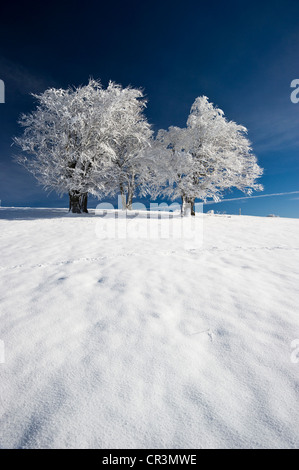 Snowy beeches (Fagus), Schauinsland mountain near Freiburg im Breisgau, Black Forest mountain range, Baden-Wuerttemberg Stock Photo