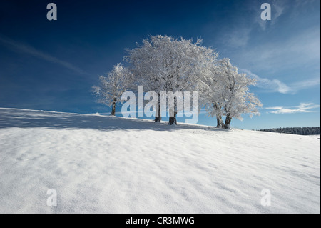 Snowy beeches (Fagus), Schauinsland mountain near Freiburg im Breisgau, Black Forest mountain range, Baden-Wuerttemberg Stock Photo