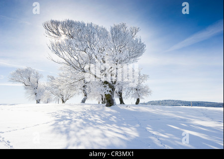 Snowy beeches (Fagus), Schauinsland mountain near Freiburg im Breisgau, Black Forest mountain range, Baden-Wuerttemberg Stock Photo