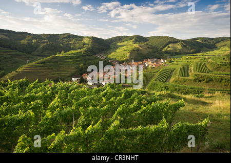 Vineyards near Schelingen, Kaiserstuhl range, Baden-Wuerttemberg, Germany, Europe Stock Photo