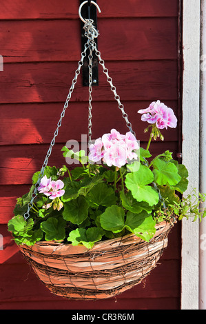 Pelargonium flowers in hanging basket Stock Photo