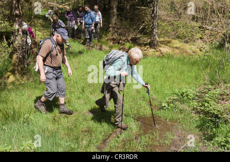 UK Rambler using walking trekking poles on a path crossing wet boggy ground. Wales Stock Photo