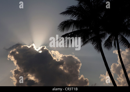 Palm Trees at West Palm Beach, Florida, USA Stock Photo