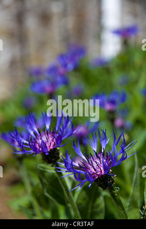 Blue cornflowers Centaurea cyanus Stock Photo