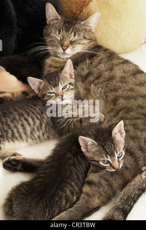 Mother cat lying with her two kittens Stock Photo